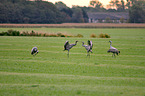 Eurasian cranes