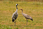 Eurasian cranes