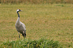 Eurasian crane