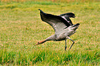 Eurasian crane