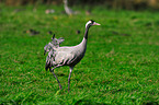 Eurasian crane