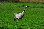 Eurasian crane