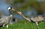 Eurasian cranes