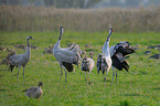 Eurasian cranes