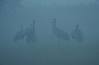 Eurasian cranes