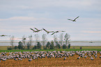 Eurasian cranes