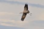 Eurasian crane