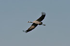 Eurasian crane