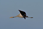 Eurasian crane