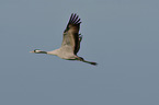 Eurasian crane