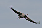 Eurasian crane