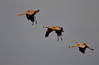 Eurasian cranes