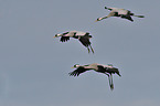 Eurasian cranes