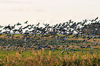 Eurasian cranes