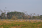 Eurasian cranes