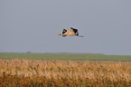 Eurasian crane