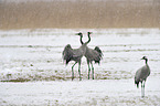 Eurasian cranes