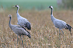 Eurasian cranes