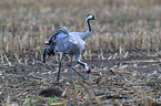 Eurasian cranes