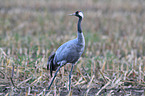 Eurasian crane