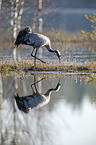 walking Common Crane