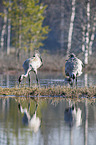 Common Cranes