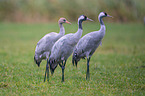 Common Cranes