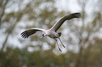 flying Common Crane