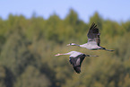 common crane