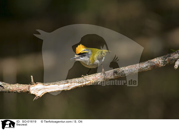 Sommergoldhhnchen / firecrest / SO-01619