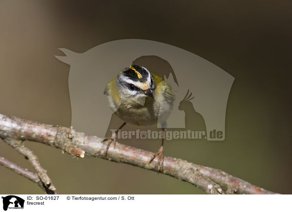 Sommergoldhhnchen / firecrest / SO-01627