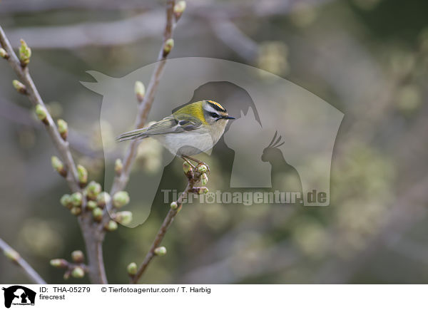 Sommergoldhhnchen / firecrest / THA-05279