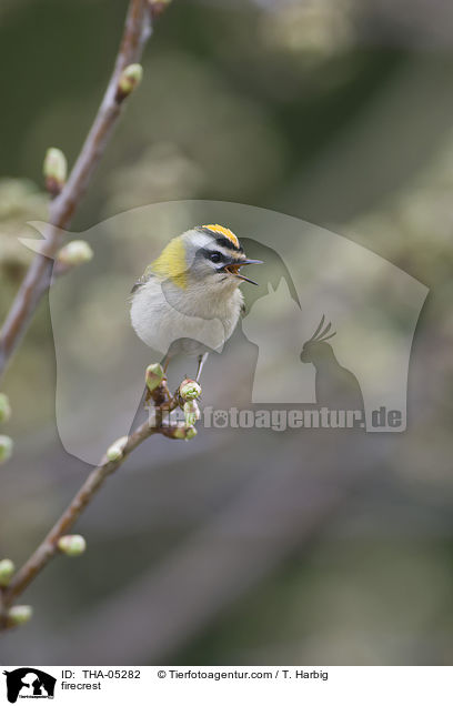 Sommergoldhhnchen / firecrest / THA-05282