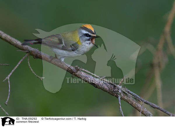 Sommergoldhhnchen / common firecrest / THA-09292