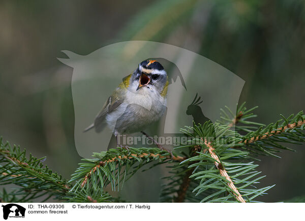 common firecrest / THA-09306