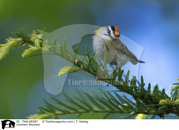 Sommergoldhhnchen / common firecrest / THA-09397