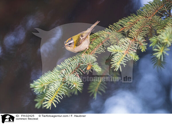 Sommergoldhhnchen / common firecrest / FH-02425