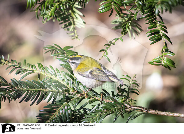 Sommergoldhhnchen / common firecrest / MAW-01700