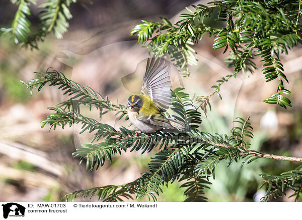 Sommergoldhhnchen / common firecrest / MAW-01703