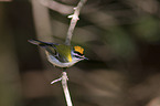 firecrest