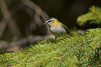 firecrest