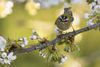 common firecrest