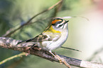 common firecrest