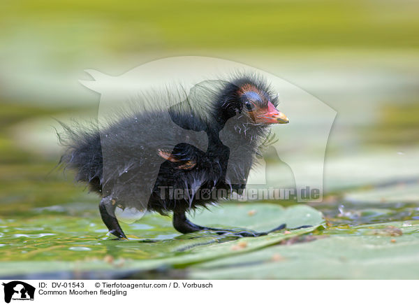 Teichhuhn Kken / Common Moorhen fledgling / DV-01543