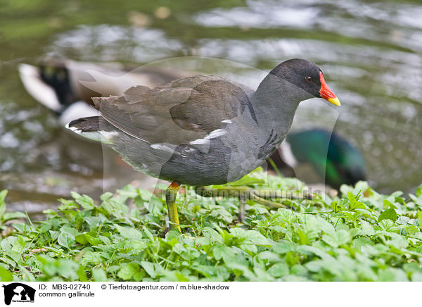 Teichhuhn / common gallinule / MBS-02740