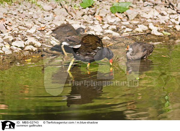 Teichhhner / common gallinules / MBS-02743