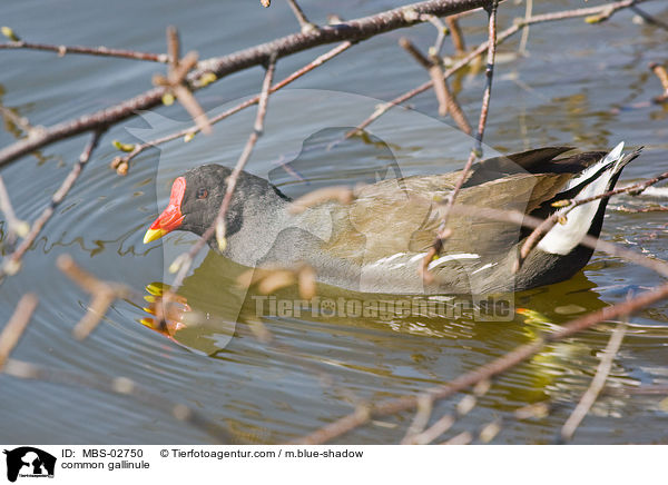 common gallinule / MBS-02750