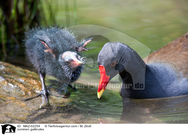 common gallinules / MAZ-02254