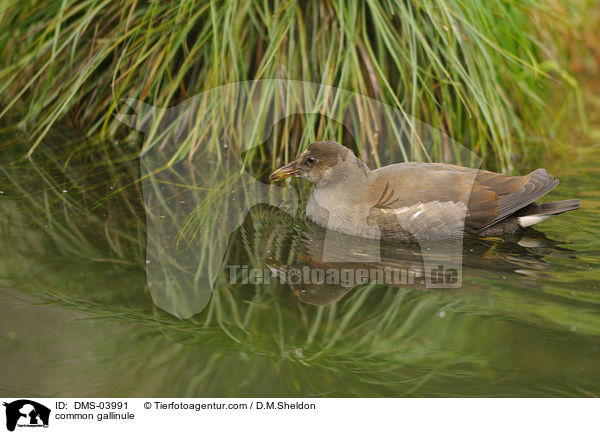 common gallinule / DMS-03991