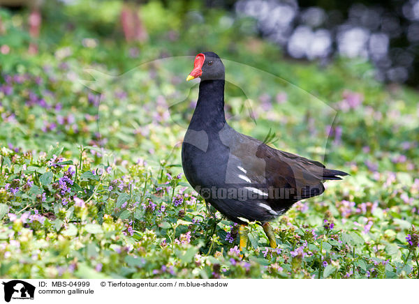 Teichhuhn / common gallinule / MBS-04999